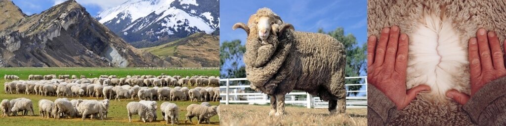 Merino Merino