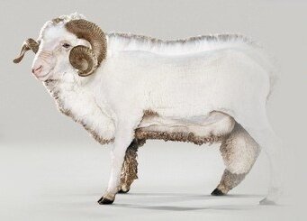 Merino Merino