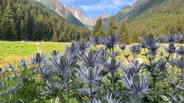 tour-du-mont-blanc